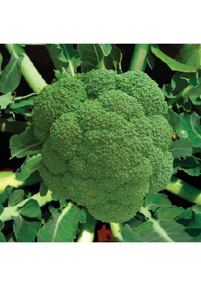 Miracle Monet Brokoli Tohumu 1 GRam N113913