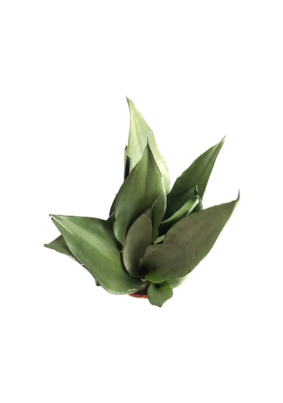 Sansevieria Trifasciata 'Moonshine' (Paşa Kılıcı) Ø17 CM H35-40 CM