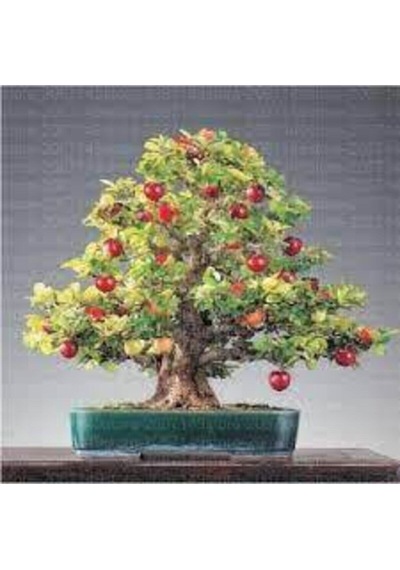 5 Adet Bodur Kiraz Ağacı Bonsai Tohumu