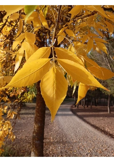Amerikan Dişbudak Fidanı - Fraxinus Americana
