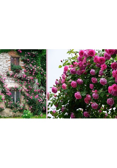 Sarmaşık Pembe Gül Fidanı