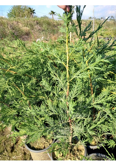 10 Adet Leylandi, Saksılı 70 cm Üzeri (Çit Çamı)