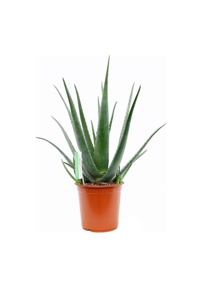 Aloe Vera Bitkisi 30 40 Cm Sarı Sabır Bitkisi Ev Bitkisi