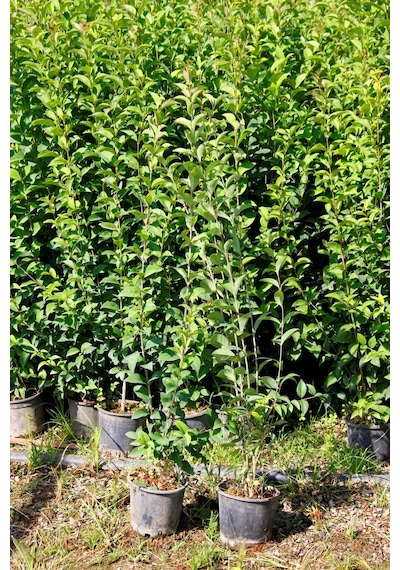 Ligustrum Kurtbağrı 10 Adet 100-120 Cm - Çit Bitkisi Büyük Boy