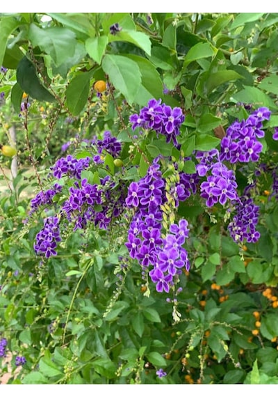 Duranta Çalısı Ağaç Menekşesi 70 90 Cm 1 Adet Dış Mekan Bitkisi Duranta Erecta