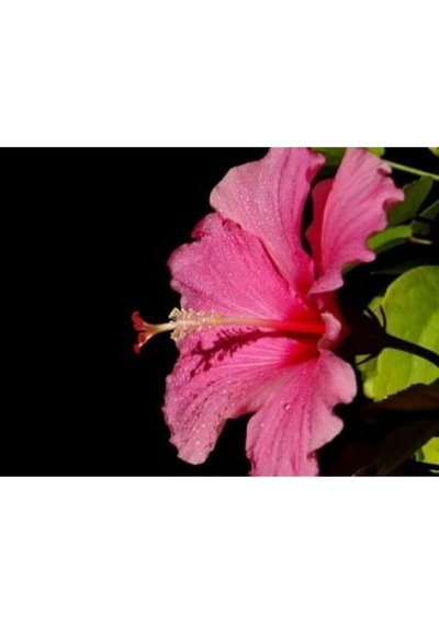 Japon Gülü Fidanı Pembe Çiçekli 50 60 Cm 1 Adet Saksılı Dış Mekan Bitkisi