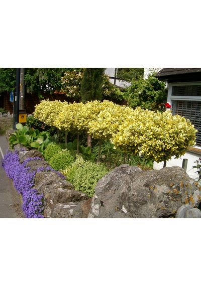 Gold Taflan Fidanı 20-40 Cm altuni Taflan Euonymus Japonica