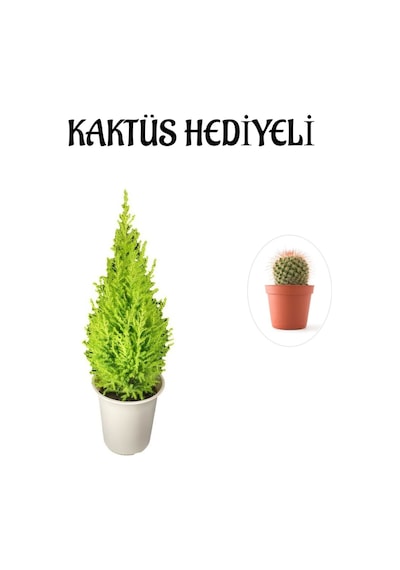 Limon Kokulu Salon Limon Çamı Sevgililer Gününe Özel Kaktüs Hediyeli