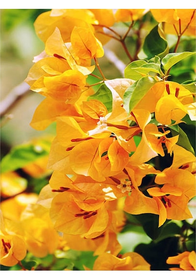 Sarı Begonvil 90 110 Cm 1 Adet Saksılı/ Tüplü Çiçekli Dış Mekan Bitkisi Bougainvillea