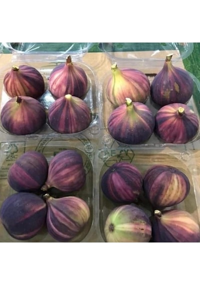Tüplü İri Meyveli Çilek Aromalı Tiger Fig İncir Fidanı