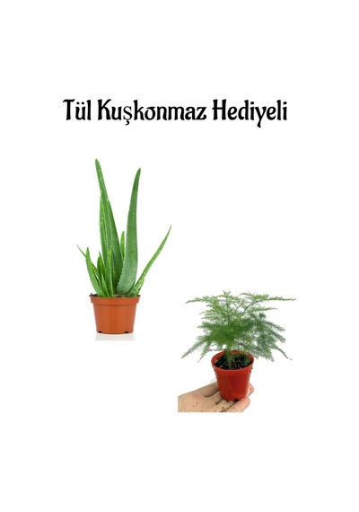 Dolgun Formlu Aleovera Bitkisi Anneler Gününe Özel Tül Kuşkonmaz Hediyeli
