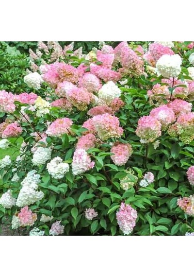 Soğuklara Dayanıklı Hydrangea Anomala Pink Lady Ortanca Fidanı