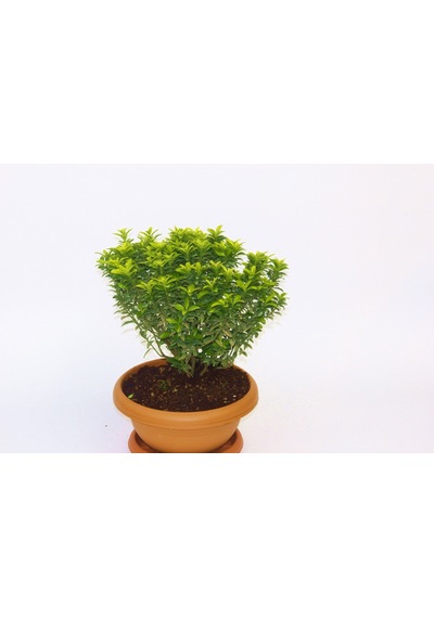 Bonsai Euonymus Microphyllus Aurea Fidanı - 5 Adet