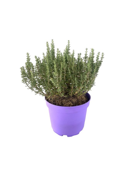 Kekik Lavantin Set Aromatik Yoğun Kokulu