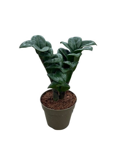 Zamia Zamioculcas 'zenzi' Zeze Çiçeği