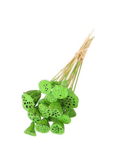 20 Adet Bambu Şiş Saplı Mini Lotus Plant Retro Yeşil Gerçek Lotus