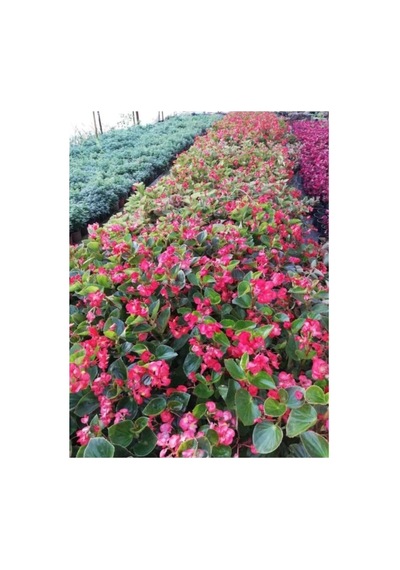 Pembe Yağlı Begonya Çiçeği Begonia Thurstonii 10-20 Cm