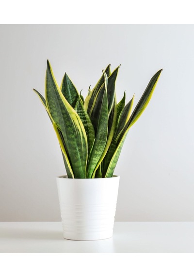 Sansevieria - Paşa Kılıcı - Peygamber Kılıcı Bitkisi 30-40 Cm
