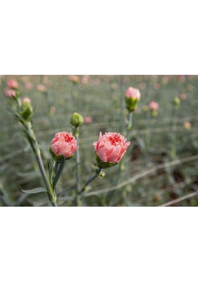 Videolu 1 Adet Kokulu Pembe Karanfil Çiçeği 20-30 Cm Tüplü Çiçekli Bodur Bitkiler Carnation