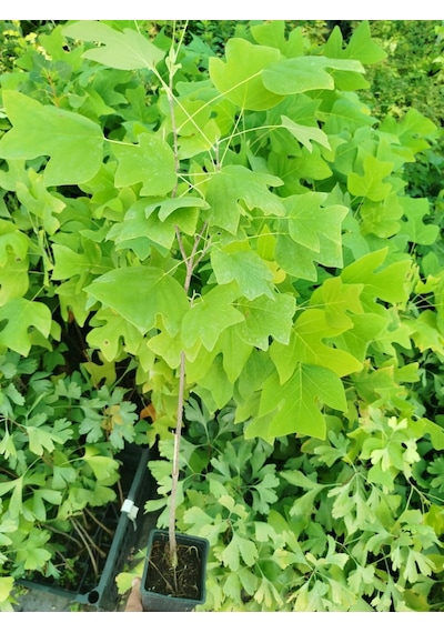 Lale Ağacı Fidanı - 2 Yaş Saksılı Liriodendron Tulipifera
