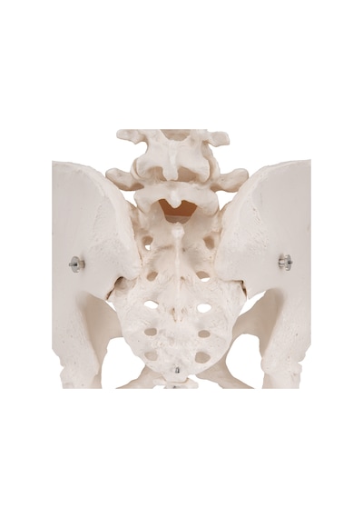 Kadın Pelvis Modeli - Hareketli