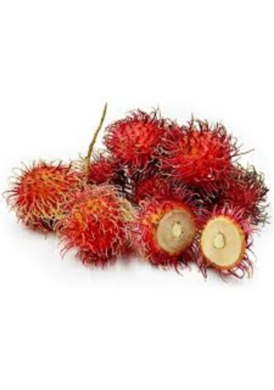1 Adet Tohum Nadir Organik Tropikal Rambutan Meyve Ağaç Tohumu