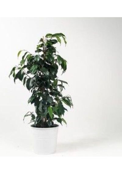 Çok Avantajlı Benjamin Daniella Bitkisi 30 - 40 Cm Diğer