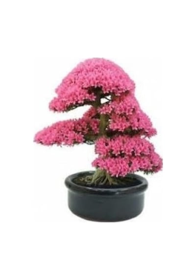 10 Adet Tohum Nadir Bulunan Japon Sakura Ağacı Bonsai Prunus Serrulata Ağacı Ekim Kiti Saksı Toprak