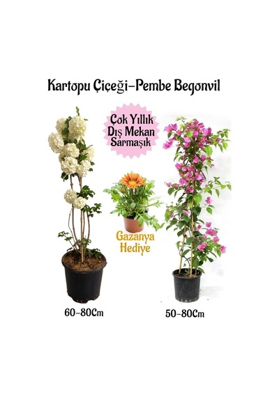 Kartopu Çiçeği 1 Adet +pembe Begonvil 1 Adet+ Sarı Gazanya Saksılı Bahçe Seti