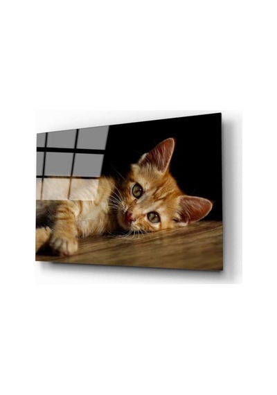 Miyrem Glasses Collection -a1^ Kedi 4 Cam Tablo