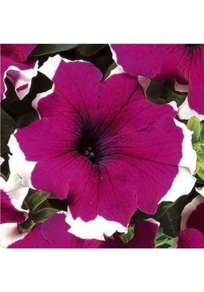 Petunya Çiçeği Petunia GRandiflora Dreams F1 10 Adet Tohum
