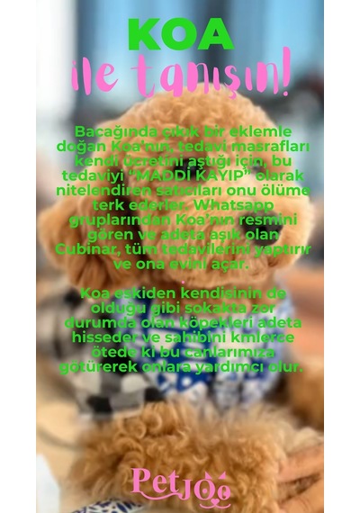 Petjoo 14.Koa Pembe-Yeşil Qr'lı Köpek Künyesi