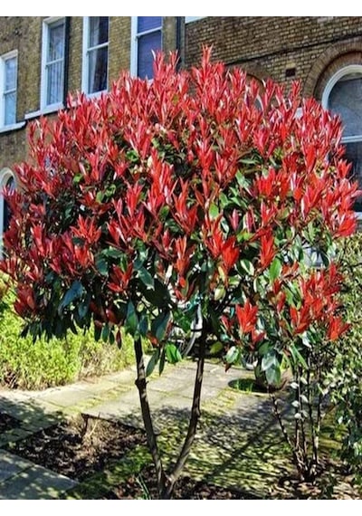Videolu 1 Adet Alev Çalısı Çiçeği Fidanı 40-60cm Saksılı Burning Bush