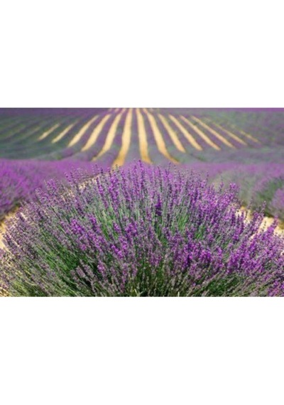 Tüplü Kokulu Aromatik Lavanta Fidanı