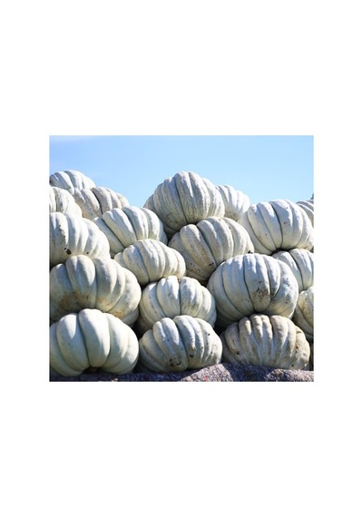 Kış Kabak Tohumu - 10 Gram