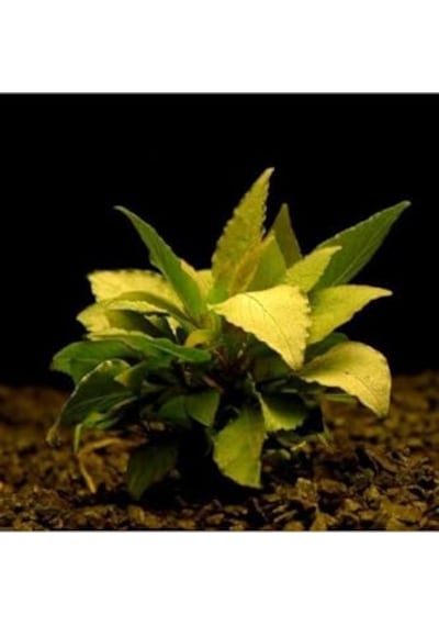 Hygrophila Corymbosa - Limon Saksı Canlı Bitki Tr-413155 Diğer