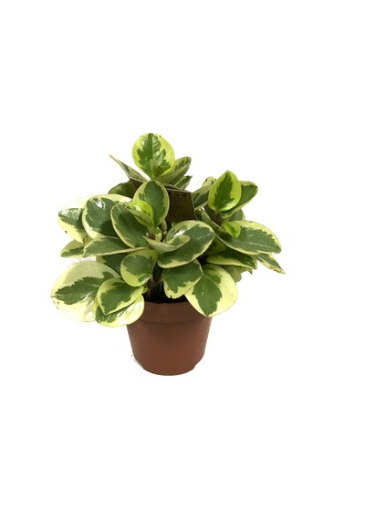 Peperomia Obtipan 'Bicolor' Ø12 CM Y20-25 CM