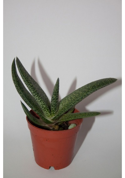 Gasteria Pillansii Sukulent Tekli 5,5 Cm Saksıda