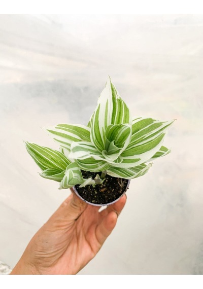 1 Adet Beyaz Alacalı Telgraf Çiçeği 10-15 Cm Saksılı Çiçekli Bodur Tradescantia Albiflora Diğer