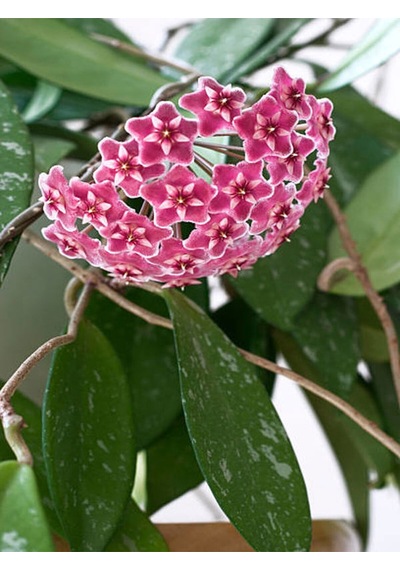 Videolu Kokulu Pembe Mum Çiçeği Sarmaşık 1 Adet Saksılı 10-20cm Iç-dış Mekan Bitkisi Hoya Carnosa