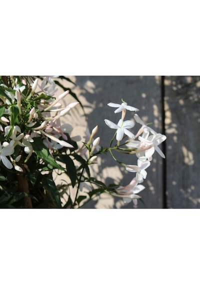 Videolu Jasminum Polyanthum Jasmine Kokulu Çin Yasemini Beyaz 1 Adet Saksılı 30-60cm