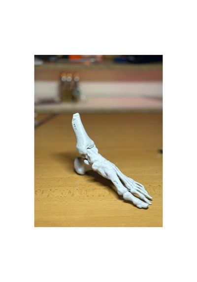Anatomik İnsan Ayak Kemiği Modeli - Gerçek Mrı Taraması 3d Baskı
