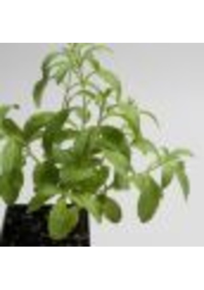 Mega Paket 500 Adet Tohum Stevia Tohumu Şekerotu Tohumu Şeker Otu Tohumu