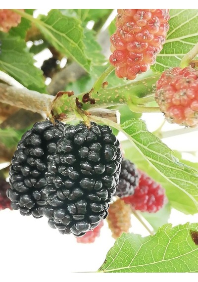 Mojo Berry Siyah Bodur Dut Fidanı 1-2 Yaş