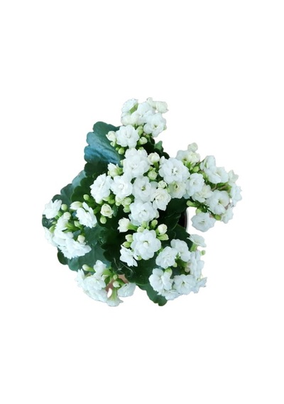 Kalanchoe - Kalanşo Çiçeği Beyaz Çiçekli