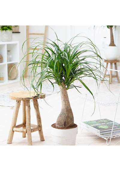 Nolina – Fil Ayağı 40-60 cm