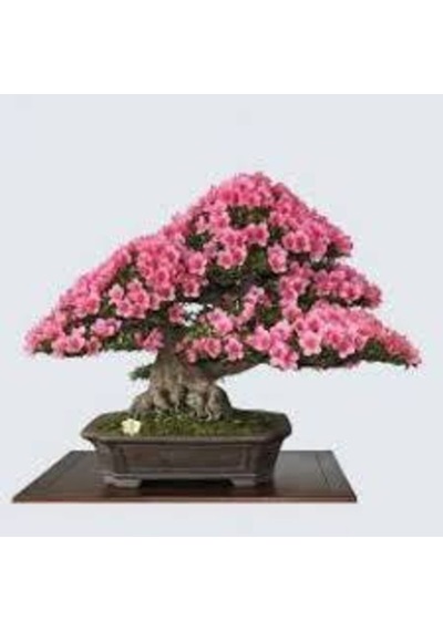 10 Adet Tohum Bodur Pembe Erguvan Bonzai Ağac Ekim Seti Saksı Toprak Süpriz Hediye Bonsai Tohumu