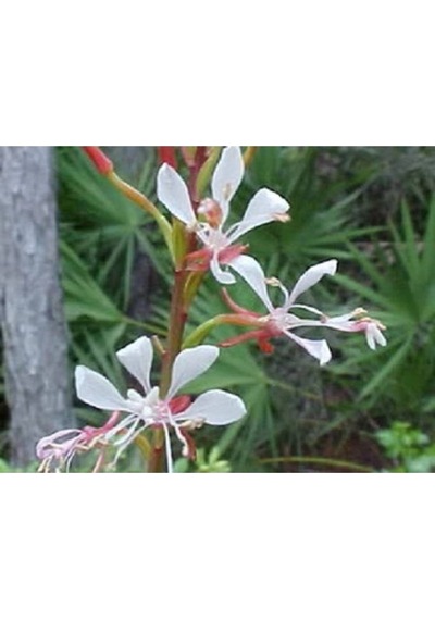 10 Adet White Gaura Whırlıng Butterflıes Tohumu