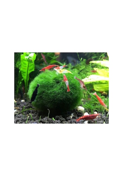 Hayatist 1 Adet Moss Ball Özelikle Karideslerinizi Bu Yosun Topunu Çok Sevecek 3-4 Cm