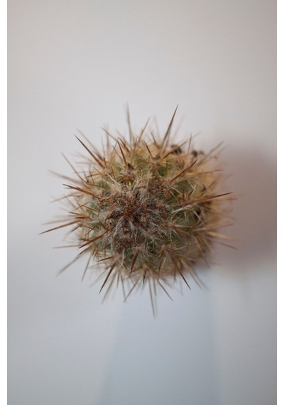 Pilosocereus Gounellei Sütun Kaktüs Tekli 5,5 Cm Saksıda